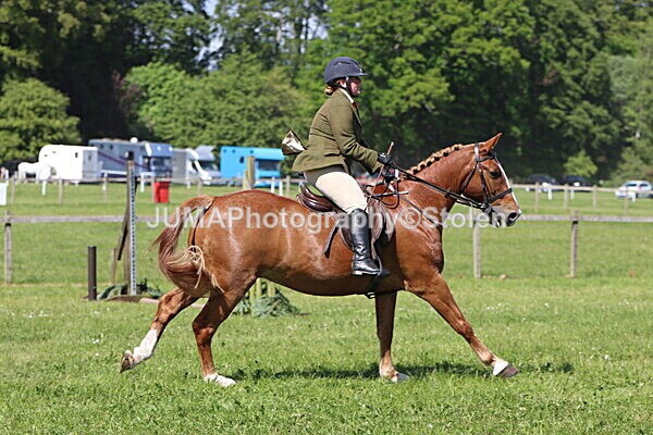 IMG_4582 - Working Hunter
