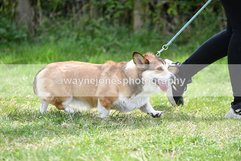 WJ5_9637 - Class 3 Most Handsome Dog