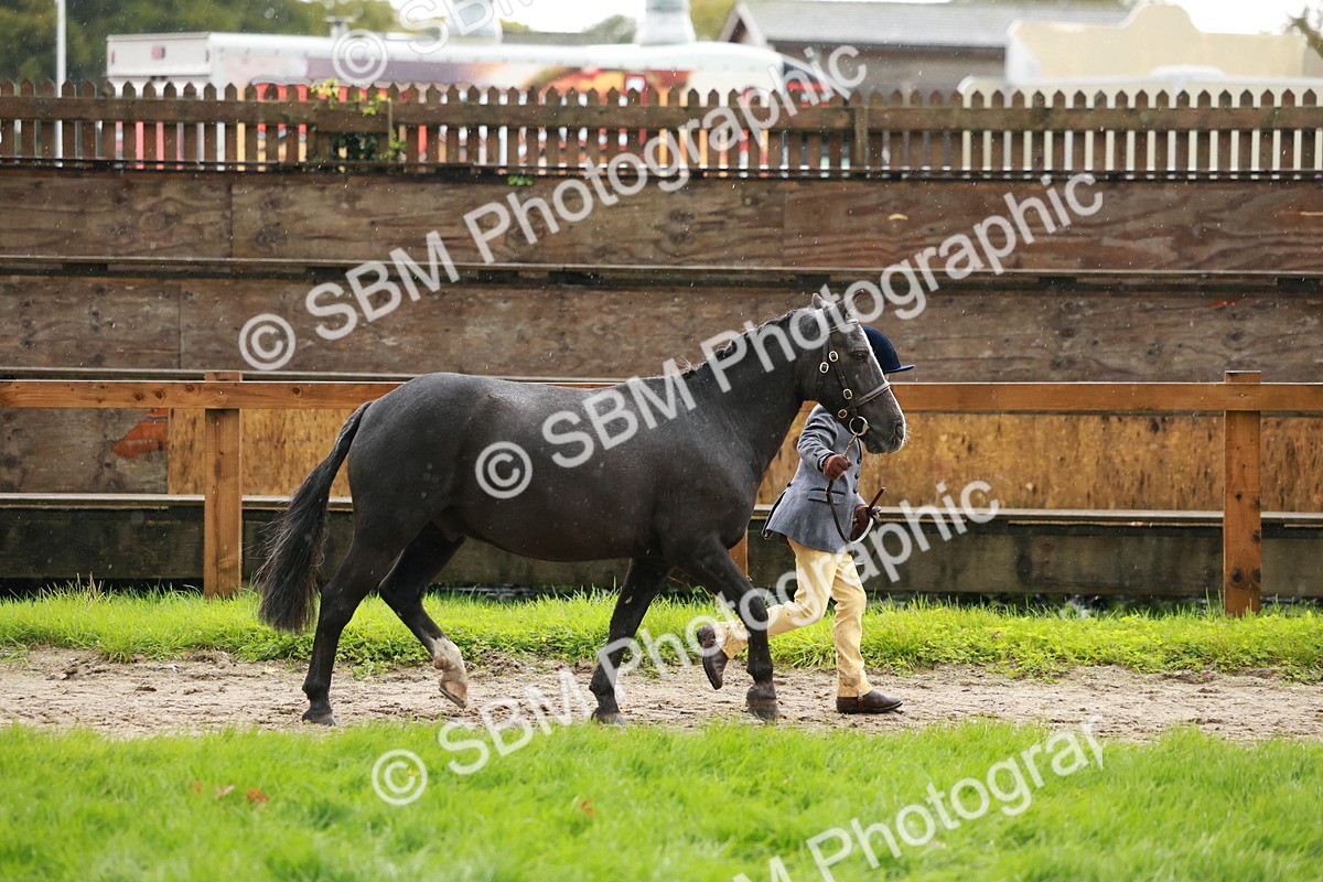 SBM_34836 - S10 - Best In Hand Horse & Pony