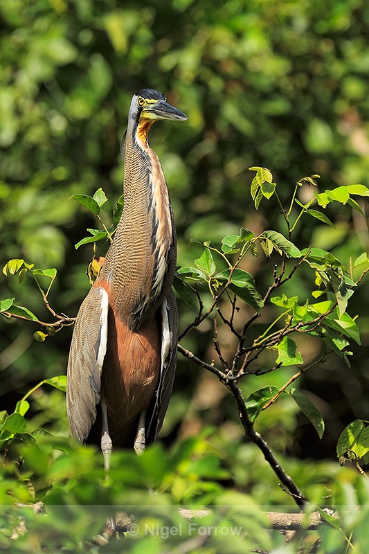 Bare-throated Tiger-Heron (adult), Tortuguero, Costa Rica - Bare-throated Tiger-Heron