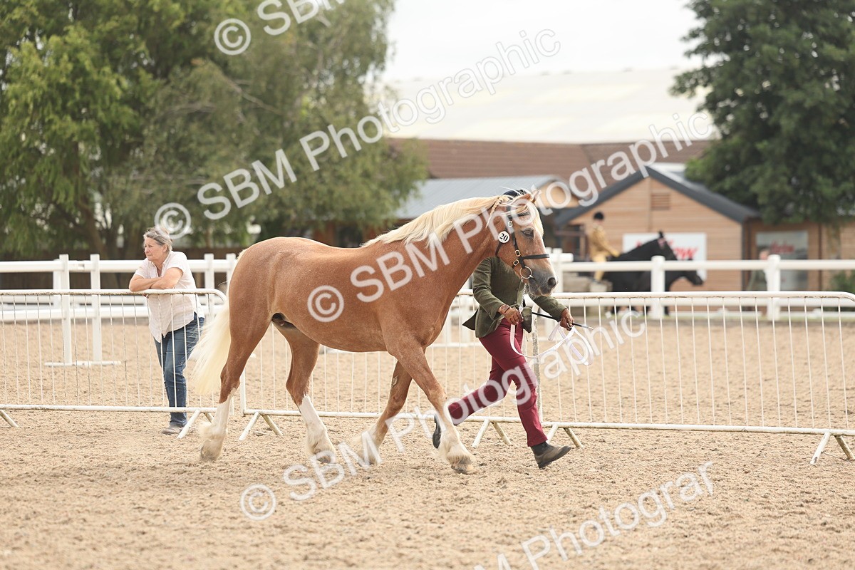 SBM_03182 - Class 16 - IH M&M Wildcard