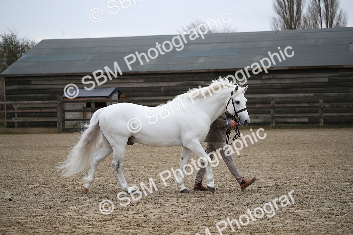 SBM_004067 - Class 1-4 - Young Stock classes Inc. In Hand Championship