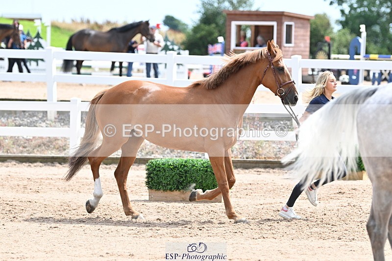 240717A-144346-02244 - Trot Up 2pm to 3pm - This folder is not in time order