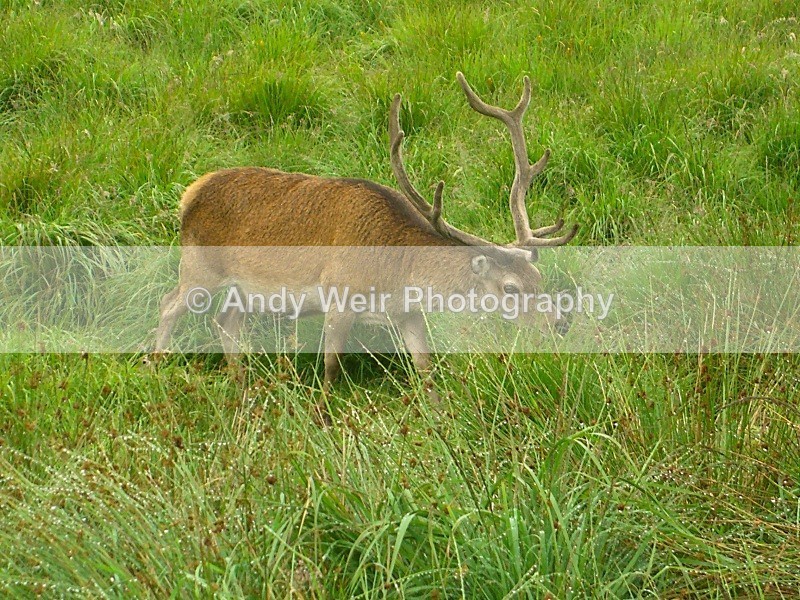 20070726-047 - Deer