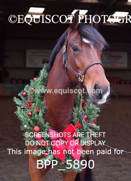 BPP_5890 - Marion West pony 3