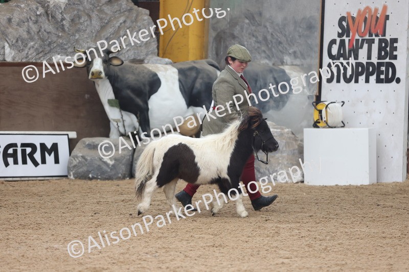 20251109-0166 - Class 9 - Foals