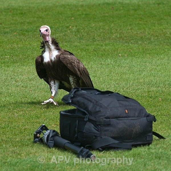 _DSC1306 - Birds of Prey Workshop