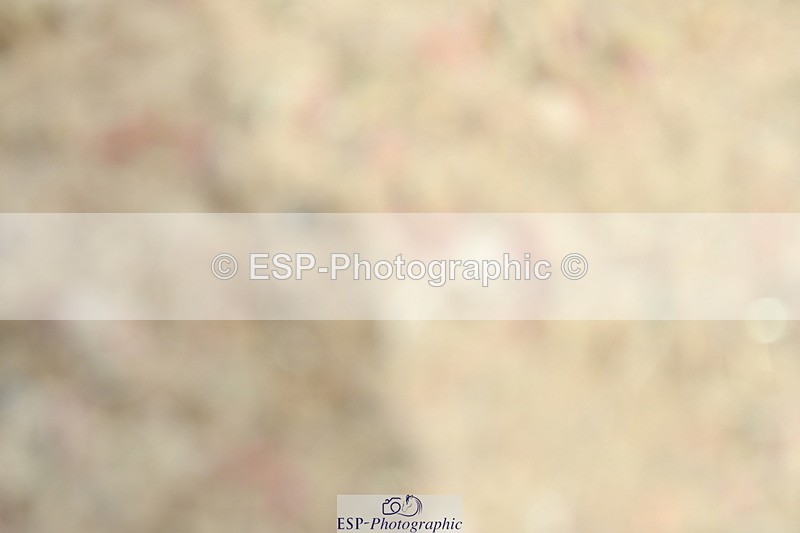 230702A-140903-10017 - Cls 40,41+39 Music Inter, FEI Inter I + II