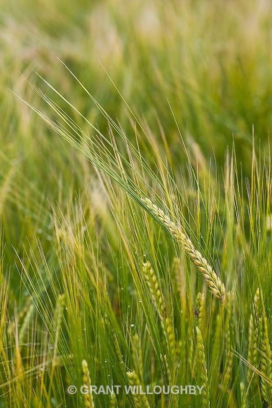  - Detail in the land