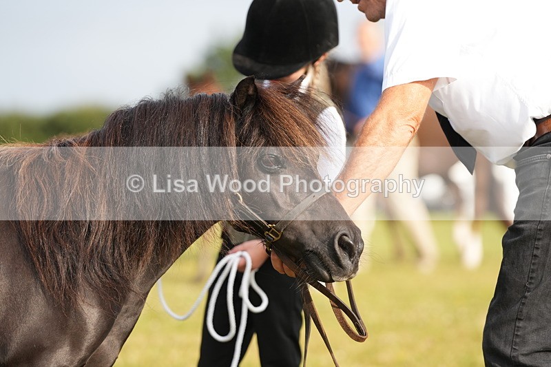 DSC04436 - Classes 44 & 45: NPS M&M Brood Mare and Foal