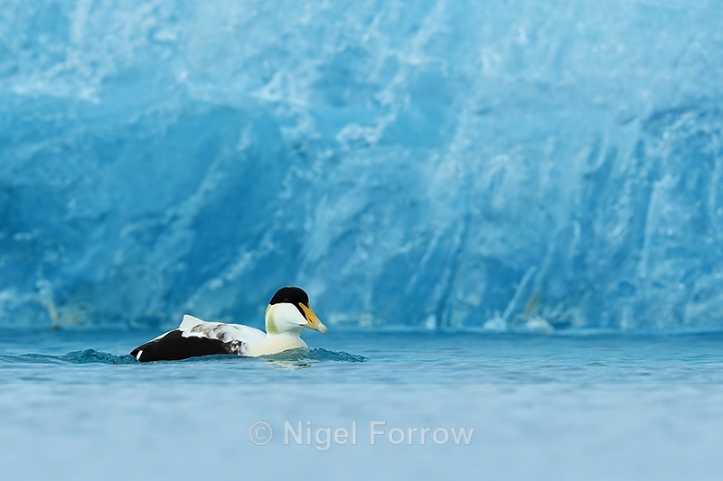 Eider & blue ice, low angle, Jokulsarlon, Iceland - Eider