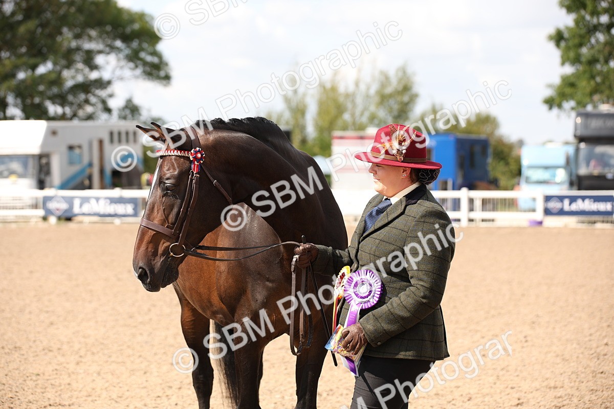 SBM_03448 - Class 18 Handsomest Gelding (IH or Ridden)