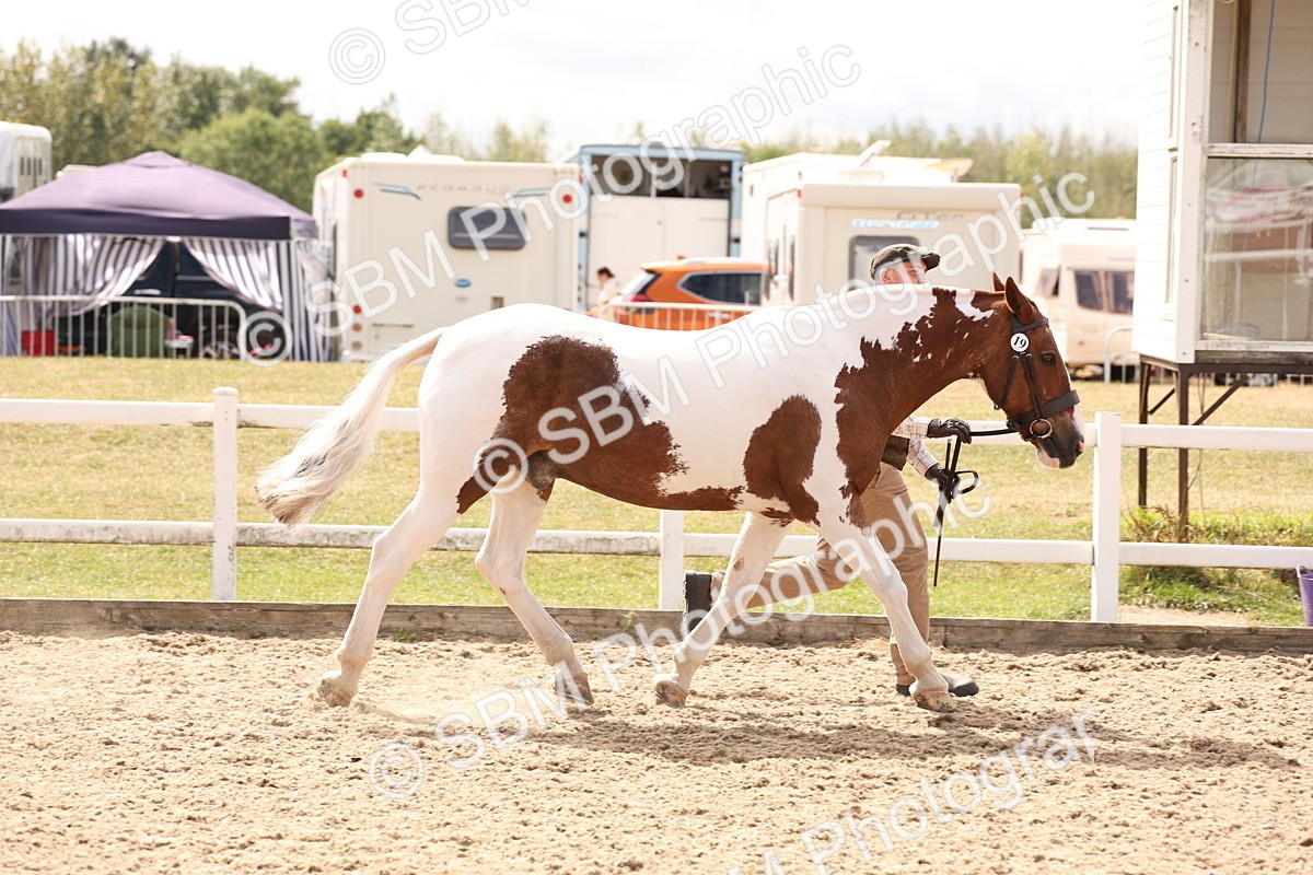SBM_15361 - Class 210- IH Show Horse
