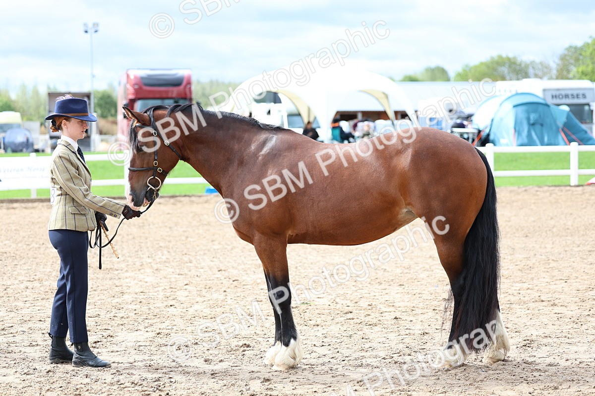 SBM_01228 - Class 16 - IH M&M Wildcard