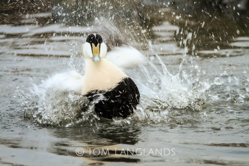 Eider - Wildfowl