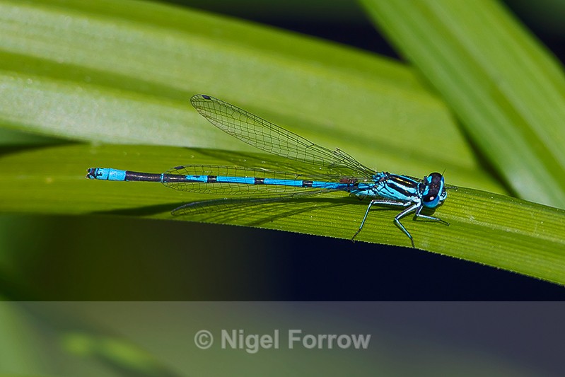 Azure Damselfly (male) on Brownsea Island - INSECTS