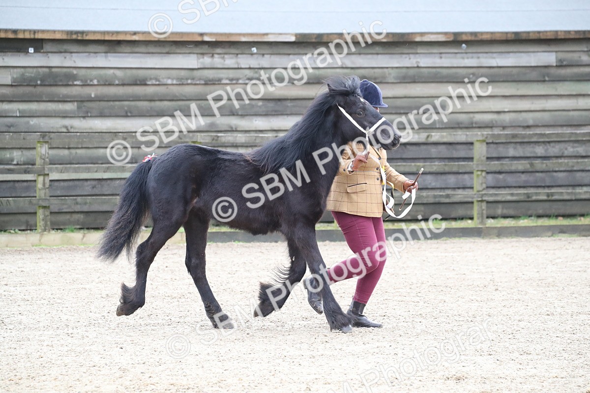SBM_004018 - Class 1-4 - Young Stock classes Inc. In Hand Championship