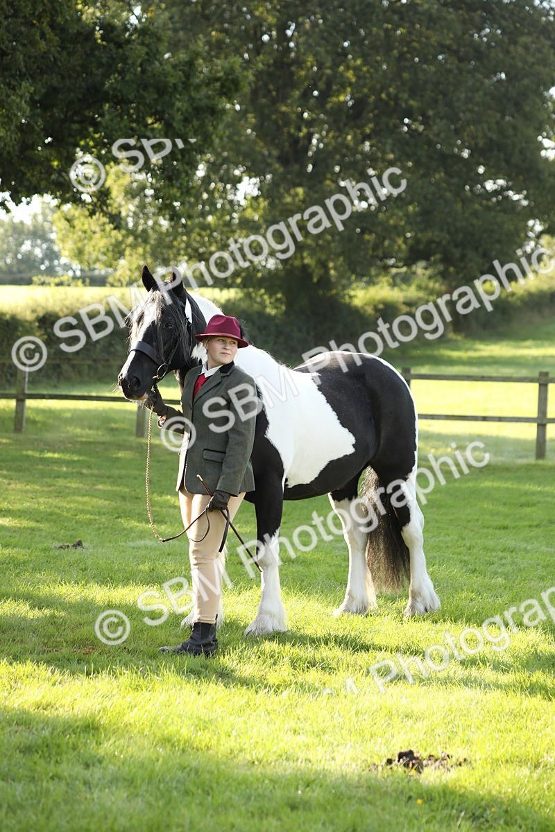 SBM_60901 - S43 - Coloured Pony In Hand