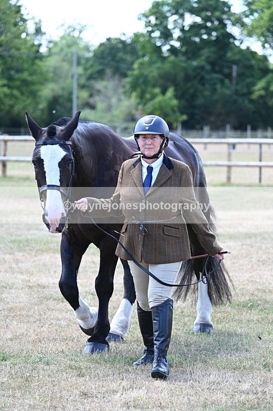 WJ7_2313 - Class 5a Most Handsome Gelding in hand (above 14.2hh)
