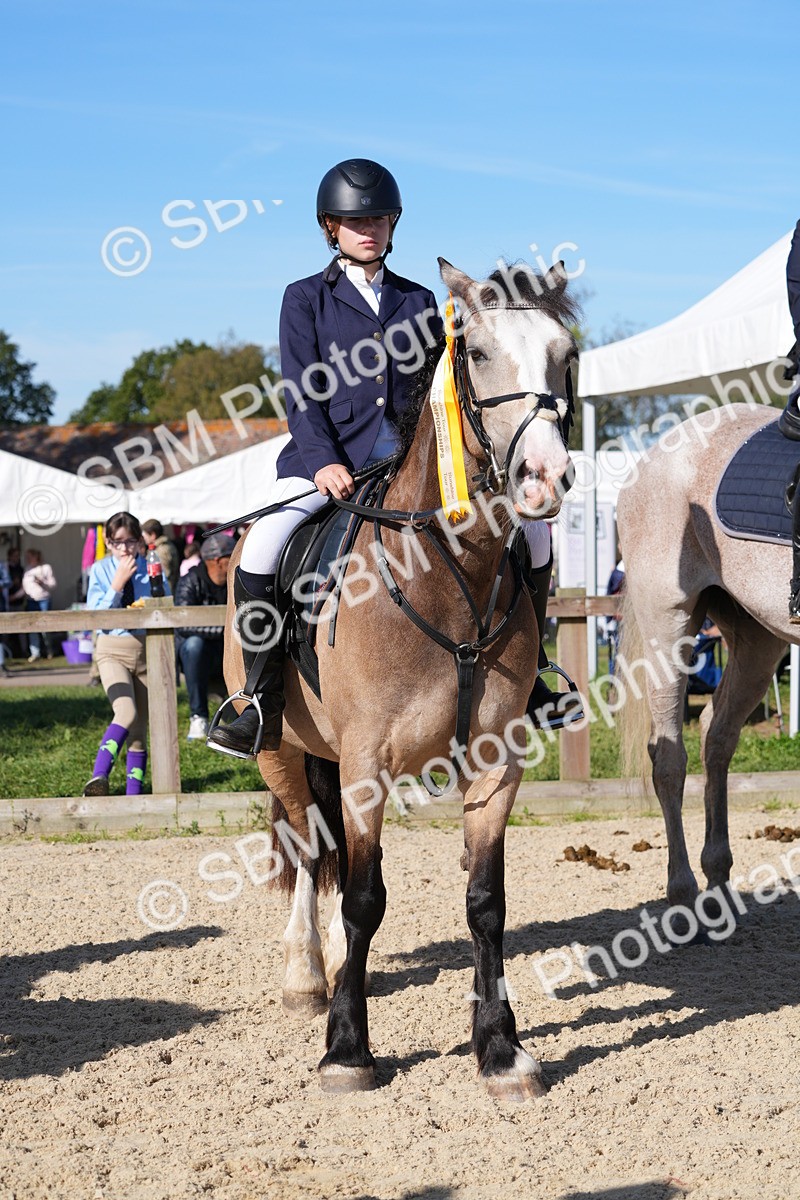 SBM_36256 - J 20 - Junior Horse 50cm Championship