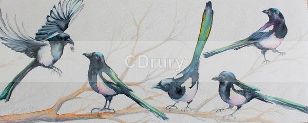 Magpie ChatterSOLD - Archived