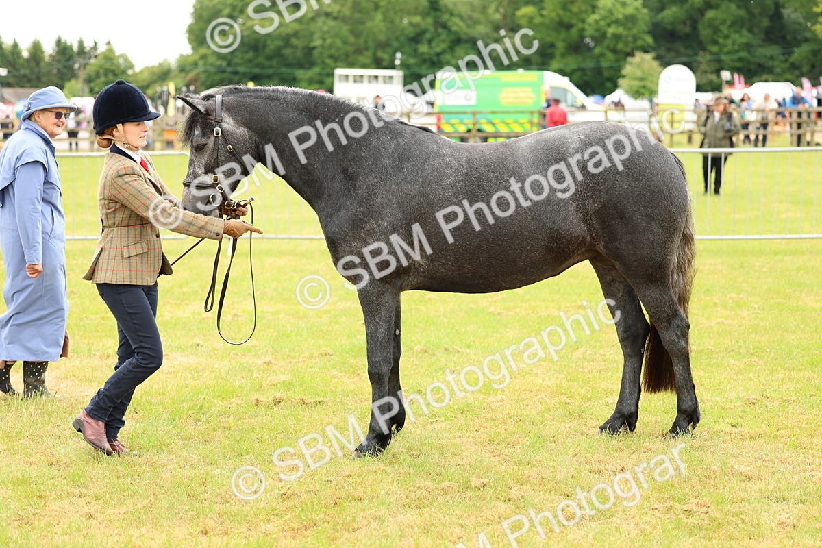 SBM_04073 - Class 64-67 - Shetland Pony In Hand