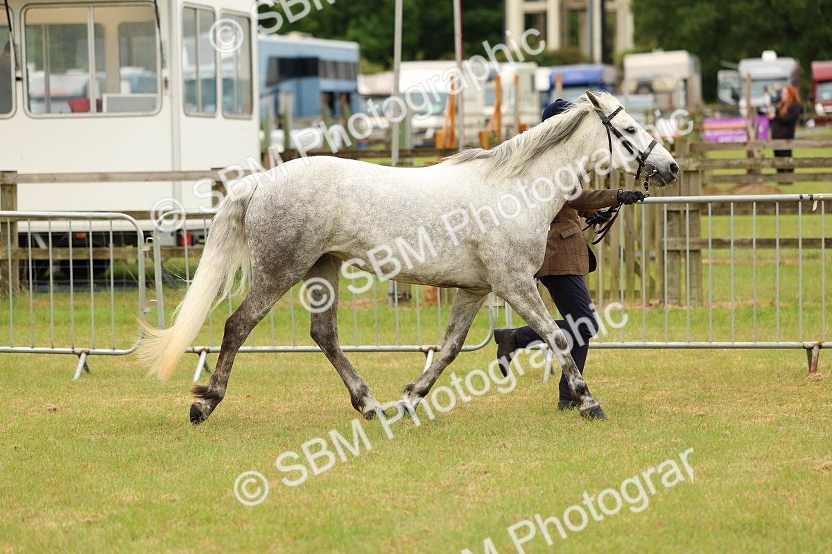 SBM_04184 - Class 64-67 - Shetland Pony In Hand