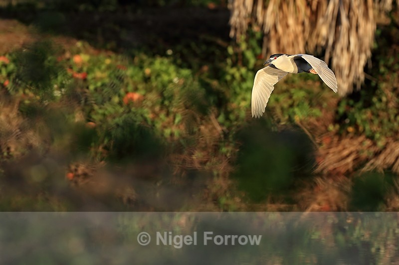Black-crowned Night-Heron flying early morning, Venice Rookery - Black-crowned Night-Heron