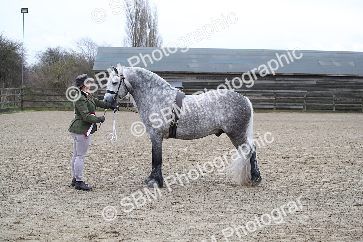 SBM_004052 - Class 1-4 - Young Stock classes Inc. In Hand Championship