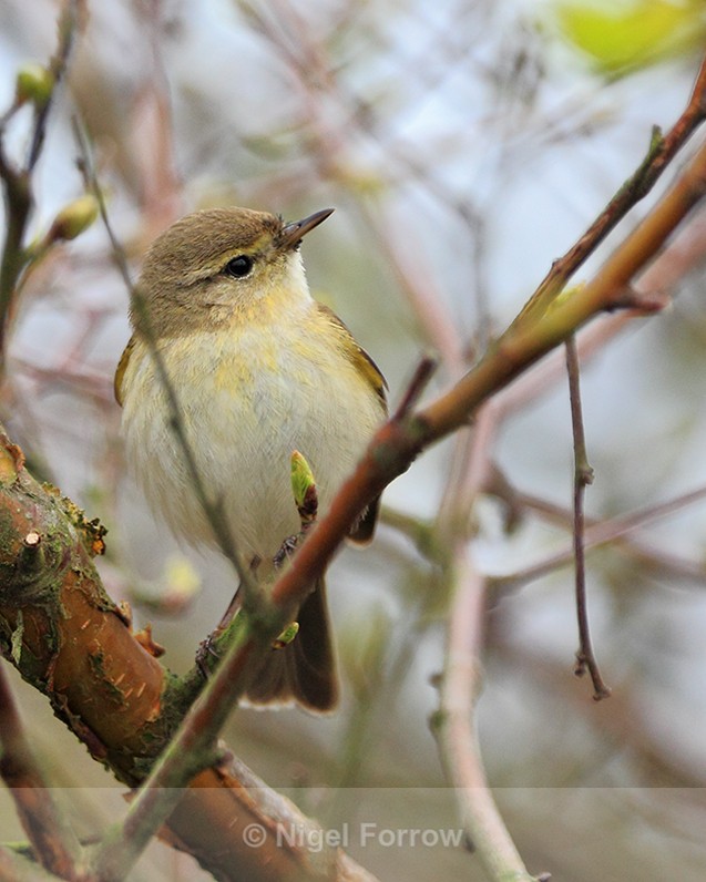 Willow Warbler perched in a bush on Hengistbury Head - Willow Warbler