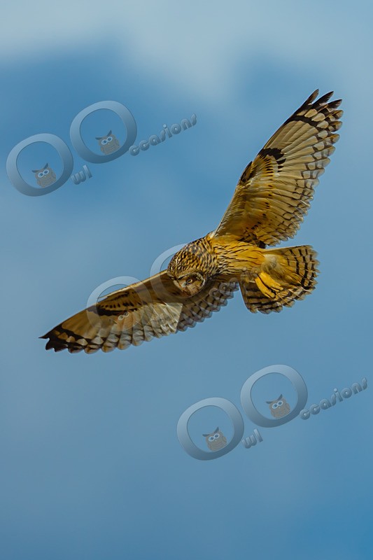 short eared owl Asio flammeus-4527 - Owls of the World
