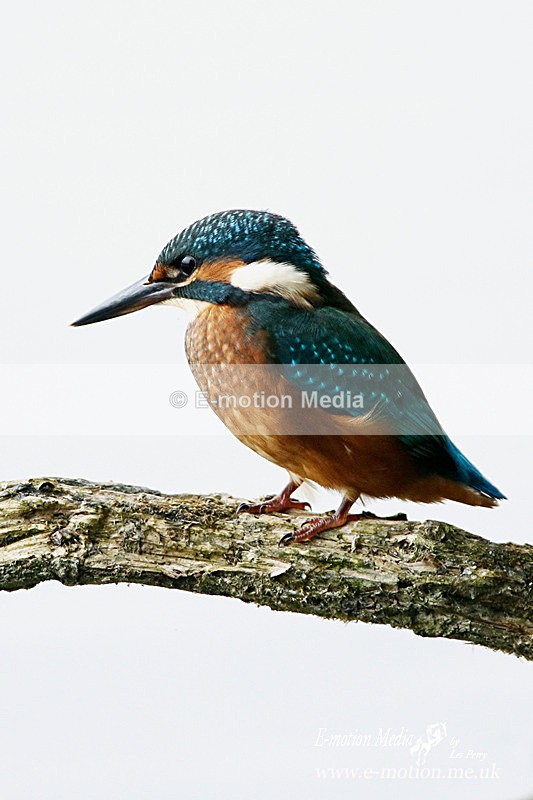 Kingfisher 230813 6 - Nature