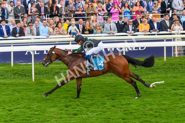 260823-Race 6-Inquisitively-0897 - Race 6 Julia Graves Roses Stakes at York