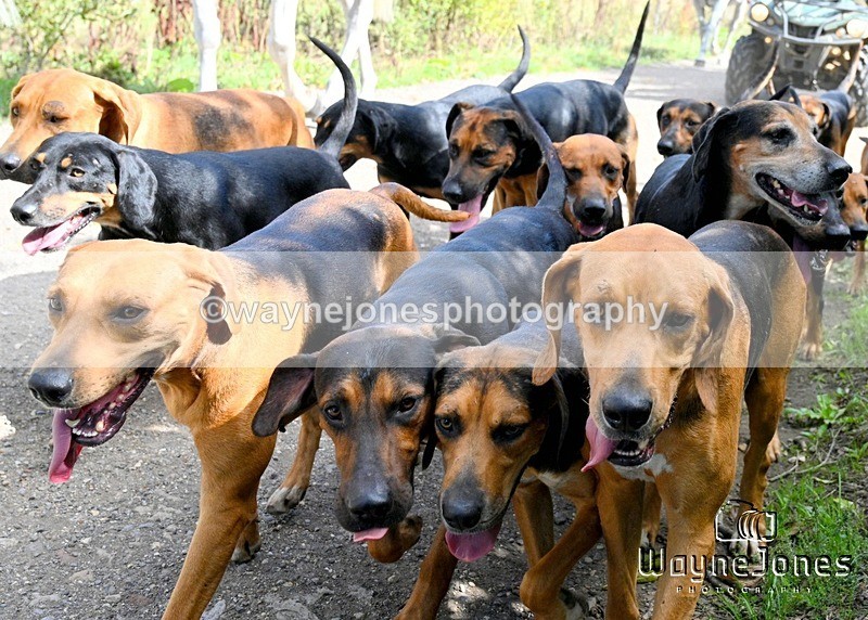 WJ7_0485 - Berks & Bucks - Hound Exercise – Kennels 06-09-26
