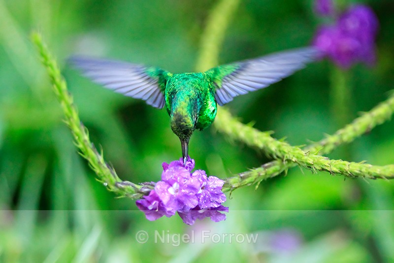 Canivet's Emerald (male) hovering above flower, Costa Rica - Canivet's Emerald
