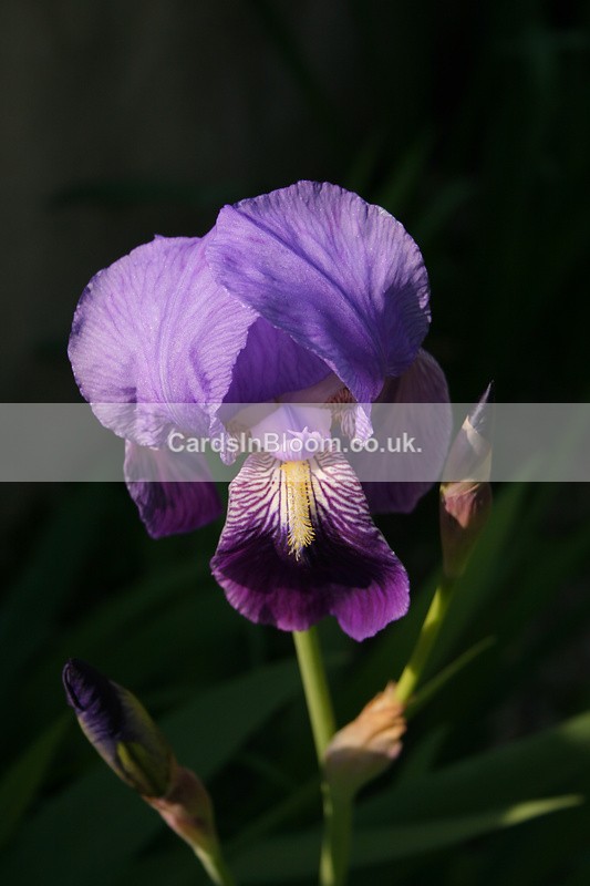 Iris 1101 - IRISES