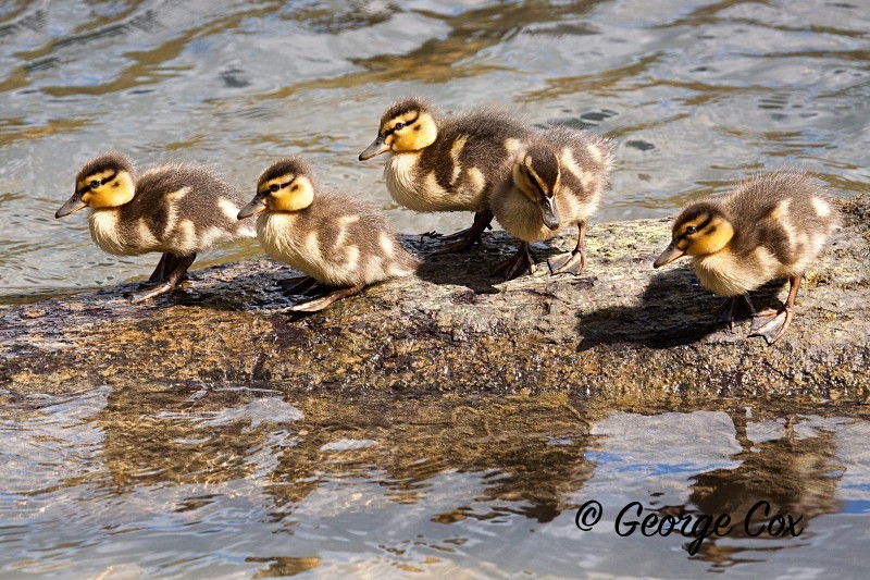 Ducklings