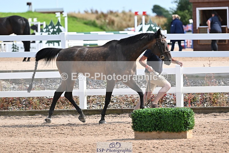 240717A-161130-03337 - Trot Up 4pm to 5pm