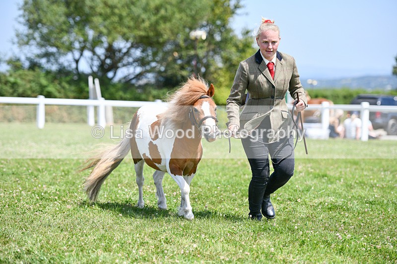 DSC_7378 - Class 62: Coloured Pony Youngstock