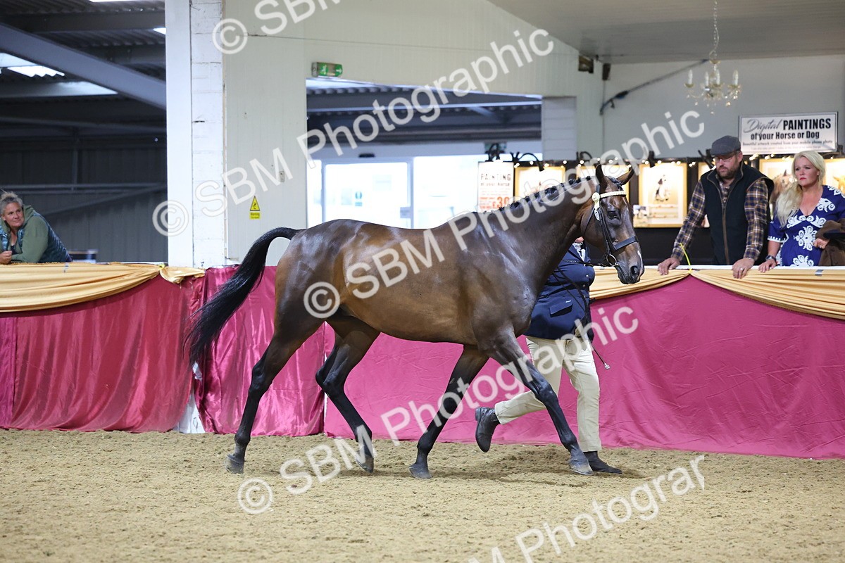 SBM_18806 - Class E IH Horse Champ