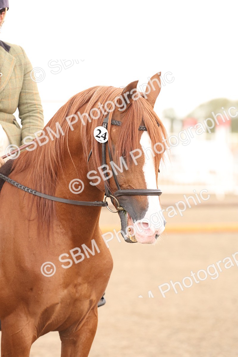 SBM_07579 - Class 59b -  Style & Performance - 80cm (20+)