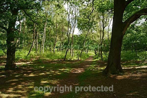 Forest Path - Sherwood Forest (Nottinghamshire) - England