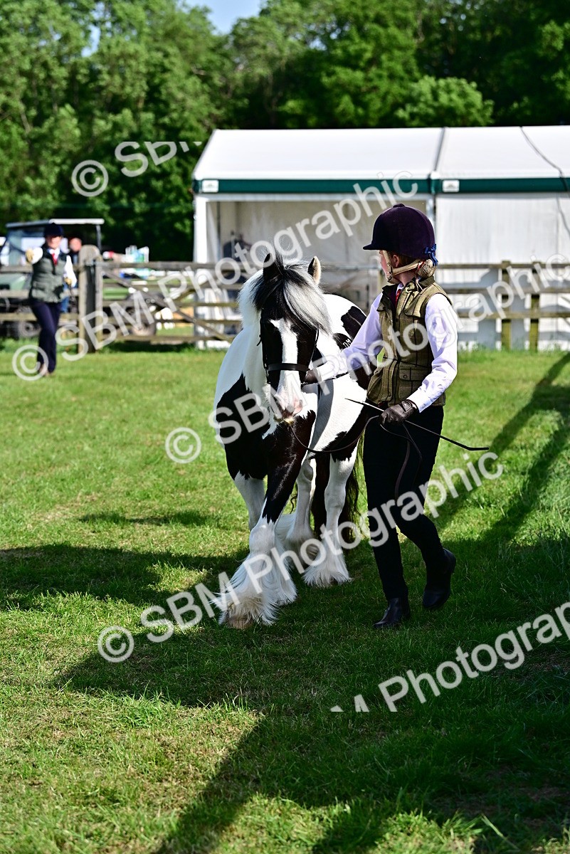 SBM_10078 - Class 63-65 - Traditional Gypsy Cobs In Hand & Ridden