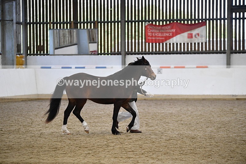 WJ5_5719 - Morning in hand Championship