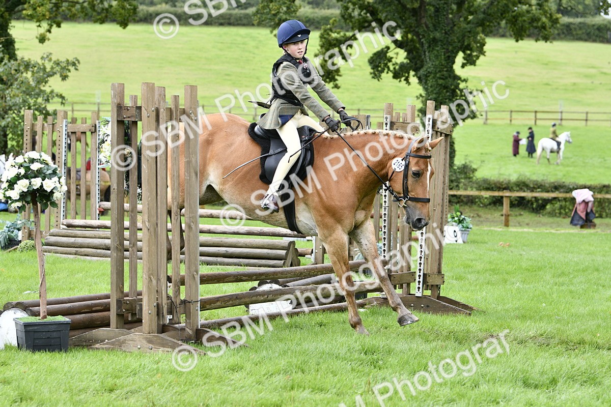 SBM_41484 - S32 - Mountain & Moorland Working Hunter Pony