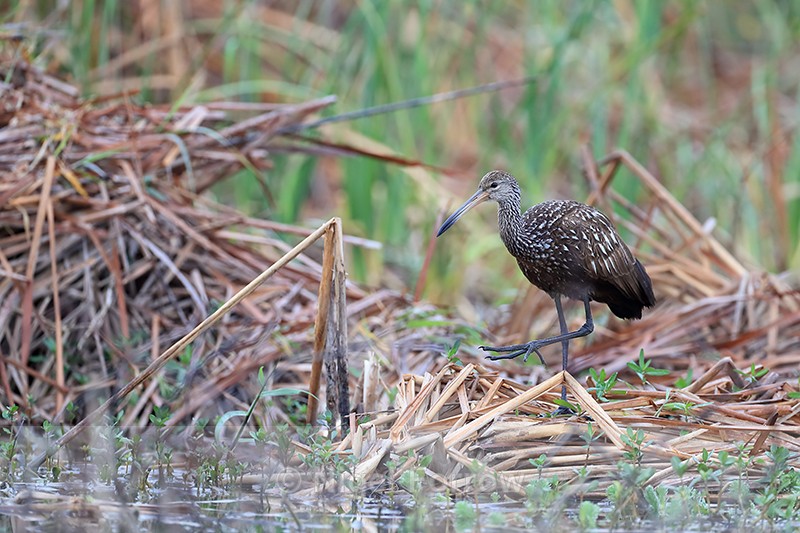 Limpkin standing on one leg, Harns Marsh, Florida - Limpkin