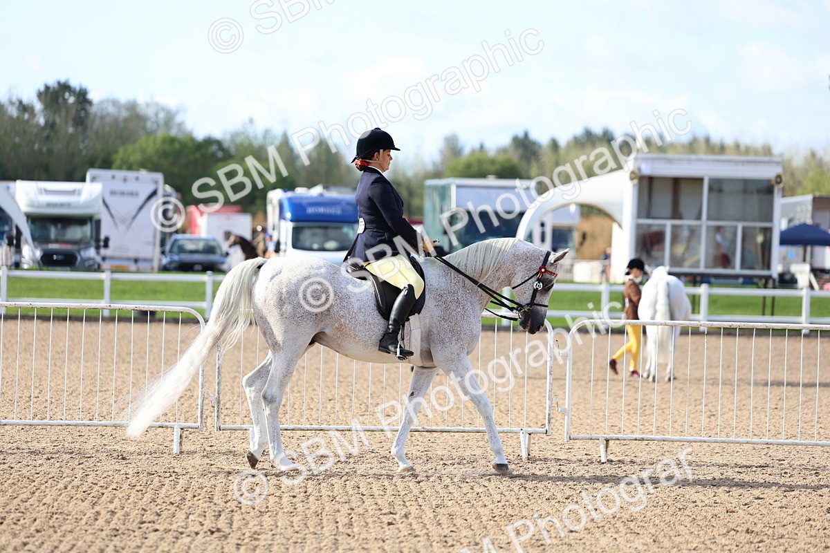 SBM_09091 - Class 303 - Ridden Pure Bred Horse Pony