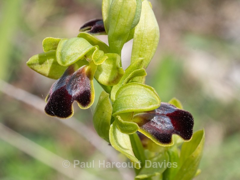 Dark Ophrys (Ophrys fusca subsp. funerea) - Wild Orchids - 1