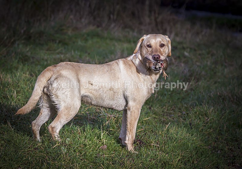 6KJS4104 - Working Dogs