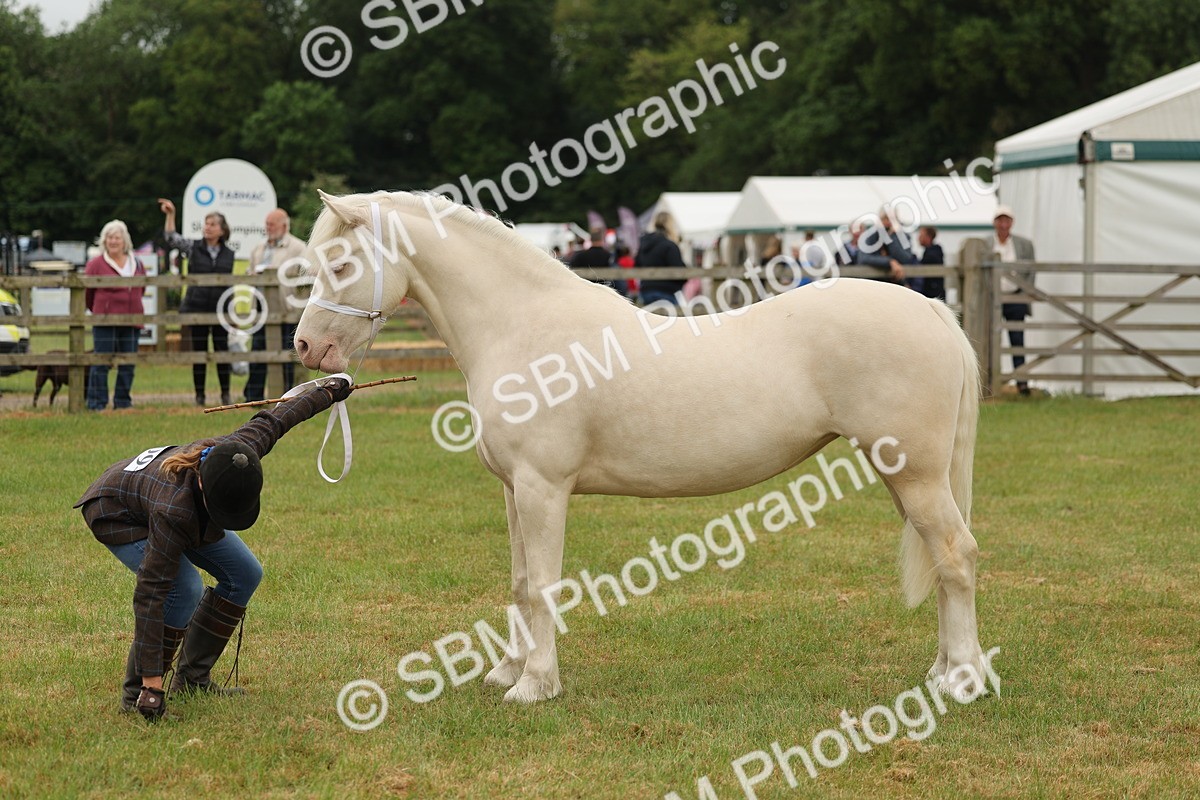 SBM_02391 - Class 50-57 - M&M Welsh Pony In Hand